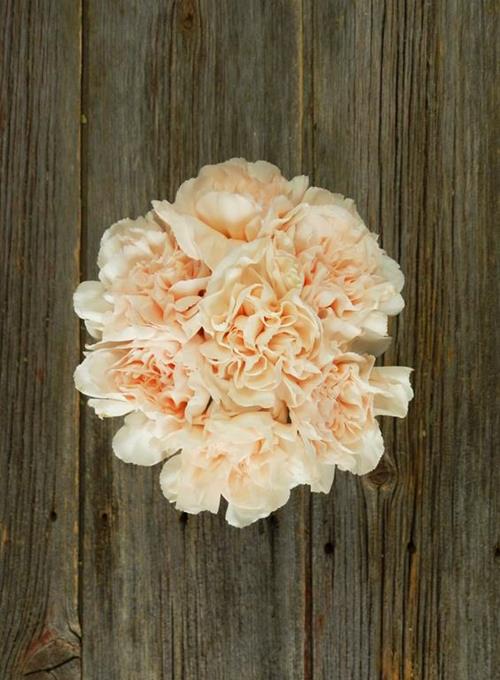 LIZZY PEACH CARNATIONS